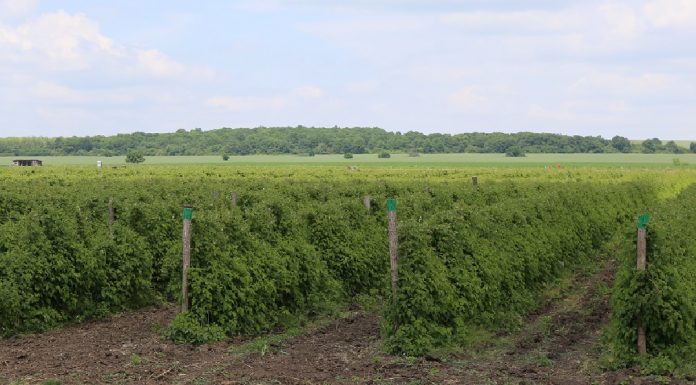 Produkcja malin w Bułgarii zagrożona – plantacje malin letnich zniszczone przez mróz malina Bułgaria