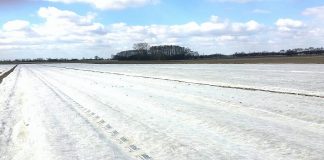 Agrowłóknina do okrywania zimowego plantacji truskawek. Co warto wiedzieć?
