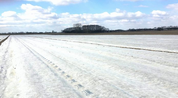 Agrowłóknina do okrywania zimowego plantacji truskawek. Co warto wiedzieć?