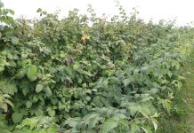 Mikroorganizmy na plantacjach malin letnich i jesiennych