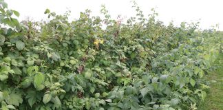 Mikroorganizmy na plantacjach malin letnich i jesiennych