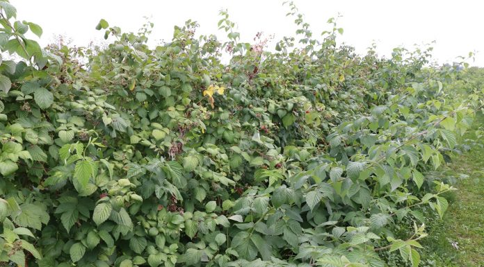 Mikroorganizmy na plantacjach malin letnich i jesiennych