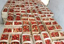 Giełda w Goławinie – dynamiczne ceny truskawek