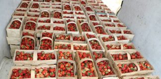 Giełda w Goławinie – dynamiczne ceny truskawek