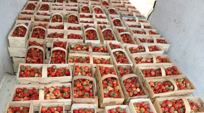 Giełda w Goławinie – dynamiczne ceny truskawek