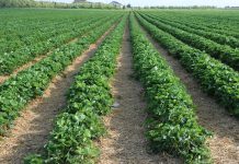 Ochrona plantacji truskawek po okresie deszczu