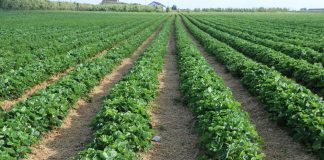 Ochrona plantacji truskawek po okresie deszczu