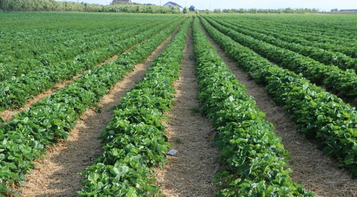 Ochrona plantacji truskawek po okresie deszczu