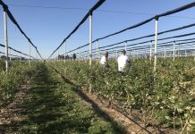 Maksymalne owocowanie, lepsza jakość owoców!