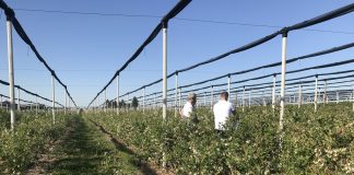 Maksymalne owocowanie, lepsza jakość owoców!