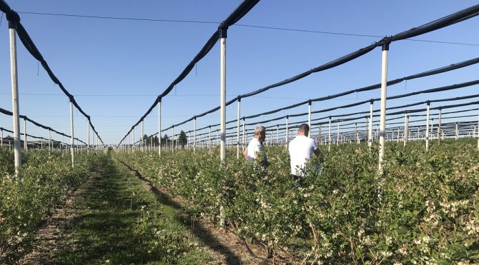 Maksymalne owocowanie, lepsza jakość owoców!