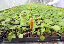 Produkcja malin z sadzonek pobieranych z oczek śpiących na korzeniach