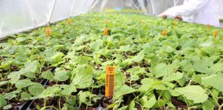 Produkcja malin z sadzonek pobieranych z oczek śpiących na korzeniach