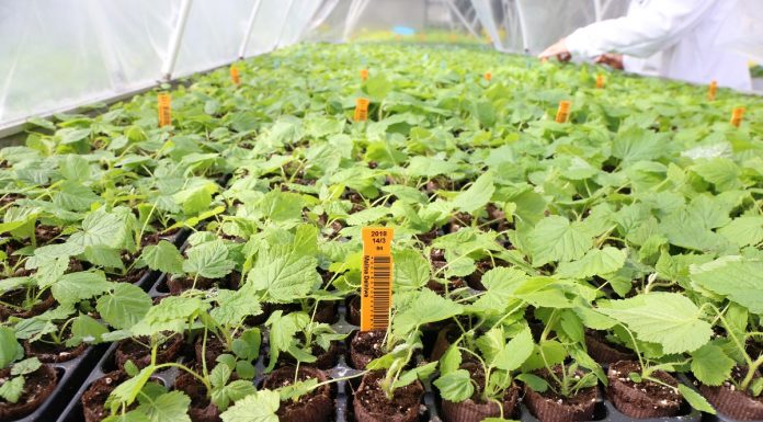 Produkcja malin z sadzonek pobieranych z oczek śpiących na korzeniach