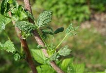Zabiegi agrotechniczne stymulujące odbudowę uszkodzeń mrozowych na pędach maliny „letniej”