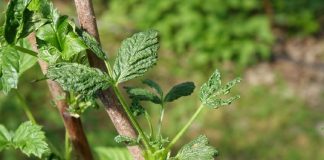 Zabiegi agrotechniczne stymulujące odbudowę uszkodzeń mrozowych na pędach maliny „letniej”