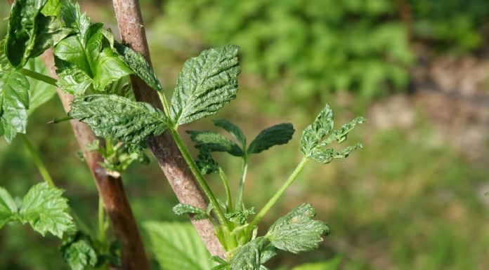 Zabiegi agrotechniczne stymulujące odbudowę uszkodzeń mrozowych na pędach maliny „letniej”