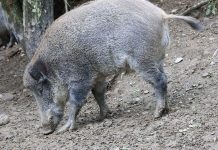 Szacowanie szkód wyrządzonych przez zwierzęta łowne