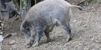 Szacowanie szkód wyrządzonych przez zwierzęta łowne