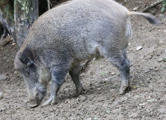 Szacowanie szkód wyrządzonych przez zwierzęta łowne