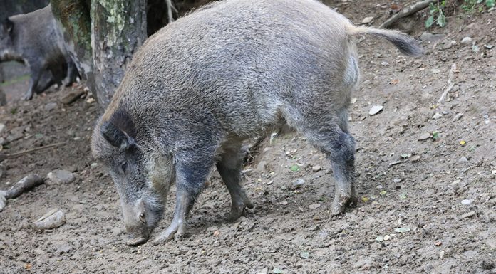 Szacowanie szkód wyrządzonych przez zwierzęta łowne