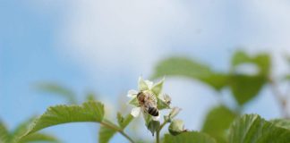 Rekomendacje dotyczące ochrony biologicznej malin w tunelach