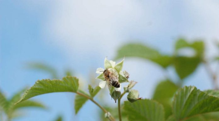 Rekomendacje dotyczące ochrony biologicznej malin w tunelach