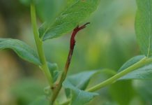 Komunikat jagodowy Bayer z dnia 17 maja 2018 r.