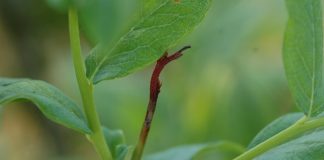 Komunikat jagodowy Bayer z dnia 17 maja 2018 r.