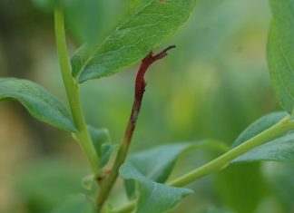Komunikat jagodowy Bayer z dnia 17 maja 2018 r.