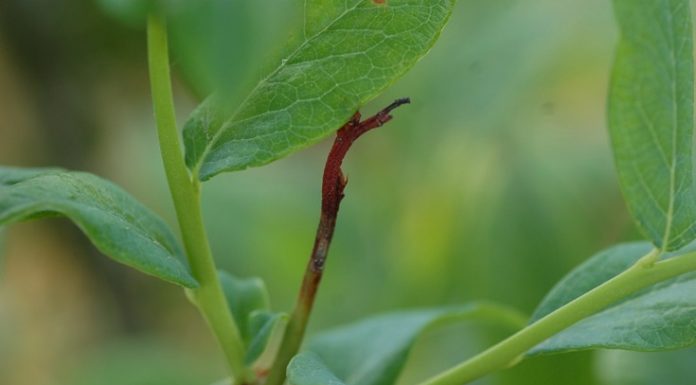 Komunikat jagodowy Bayer z dnia 17 maja 2018 r.