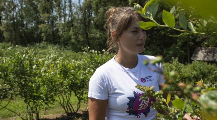 Produkcja borówki jest bardzo wymagająca