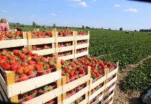 Krzem niedoceniany sprzymierzeńca