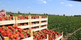 Krzem niedoceniany sprzymierzeńca