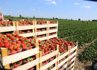 Higiena zbiorów i bezpieczeństwo żywności