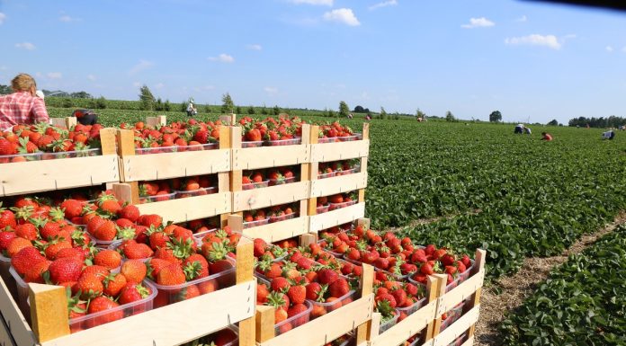 Krzem niedoceniany sprzymierzeńca