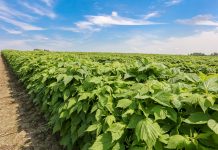 Nawożenie malin w czasie kwitnienia na plantacjach polowych