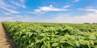 Nawożenie malin w czasie kwitnienia na plantacjach polowych
