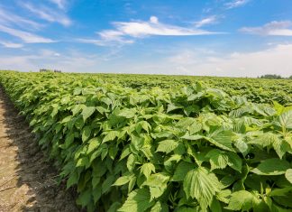 Nawożenie malin w czasie kwitnienia na plantacjach polowych