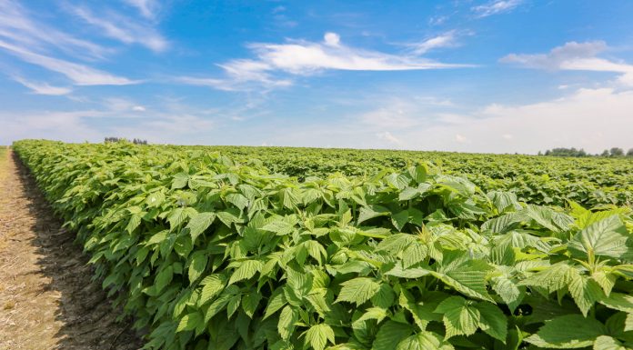 Nawożenie malin w czasie kwitnienia na plantacjach polowych