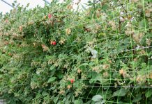 Nowe rozwiązania agrotechniczne w uprawie malin