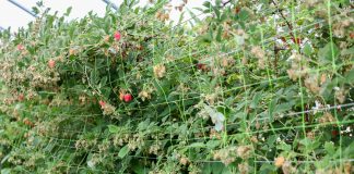 Nowe rozwiązania agrotechniczne w uprawie malin