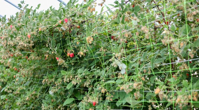 Nowe rozwiązania agrotechniczne w uprawie malin