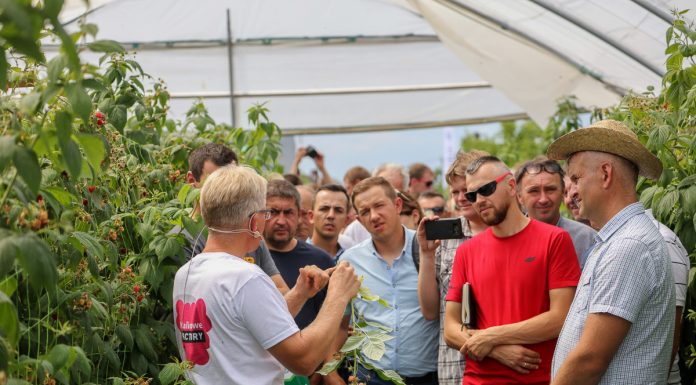 Malinowe Factory 2018 – finał 26 sierpnia