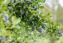 Borówkowy sezon 2018 – wczesny, krótki, intensywny