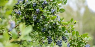 Borówkowy sezon 2018 – wczesny, krótki, intensywny