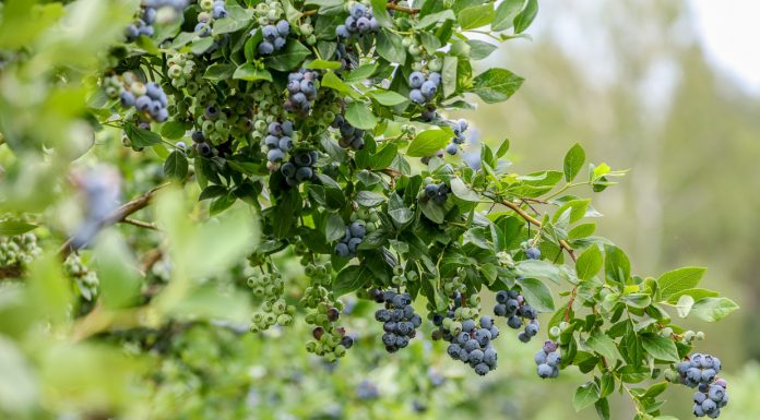 Borówkowy sezon 2018 – wczesny, krótki, intensywny