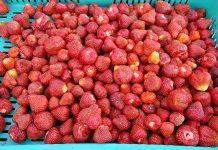 Umowy kontraktacyjne – propozycje cen skupu 2019