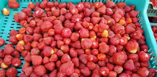 Umowy kontraktacyjne – propozycje cen skupu 2019