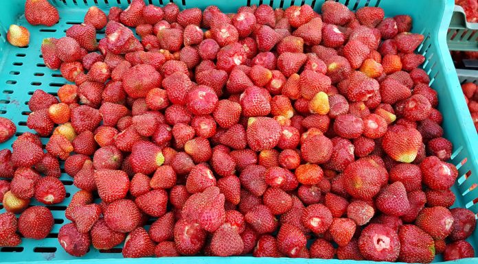 Umowy kontraktacyjne – propozycje cen skupu 2019